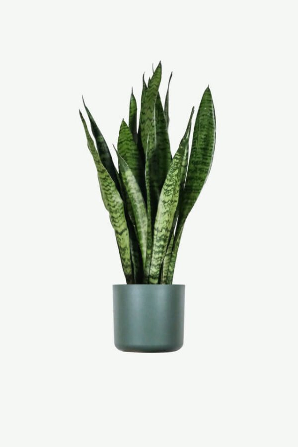 plants ecommerce product featured img 1 plants ecommerce product featured img 1