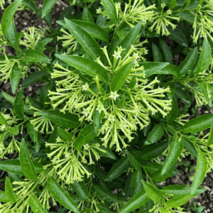 Night Blooming Jasmine (Cestrum nocturnum)