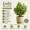 1793023584074 Crassula Ovata (Jade Plant)