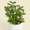 1793023830632 Crassula Ovata (Jade Plant)