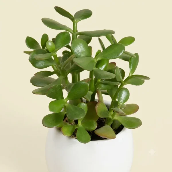 1793023830632 Crassula Ovata (Jade Plant)