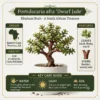 1793069952372 Dwarf Jade Plant Portulacaria afra (Elephant Bush)