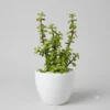1793069968801 Dwarf Jade Plant Portulacaria afra (Elephant Bush)