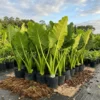 1793091242205 (1) Alocasia Green Plant - Elephant Ear Plant