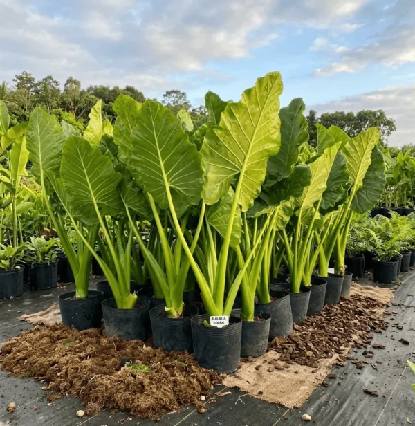 1793091242205 (1) Alocasia Green Plant - Elephant Ear Plant
