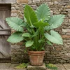 1793091258722 (1) Alocasia Green Plant - Elephant Ear Plant