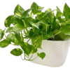 93879-removebg-preview Money Plant Golden Pathos (Epipremnum aureum)