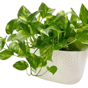 Money Plant Golden Pathos (Epipremnum aureum)