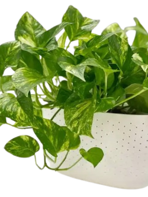 93879-removebg-preview Money Plant Golden Pathos (Epipremnum aureum)