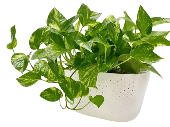 93879-removebg-preview Money Plant Golden Pathos (Epipremnum aureum)