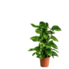 93881-removebg-preview Money Plant Golden Pathos (Epipremnum aureum)