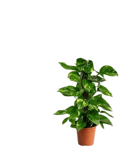 93881-removebg-preview Money Plant Golden Pathos (Epipremnum aureum)
