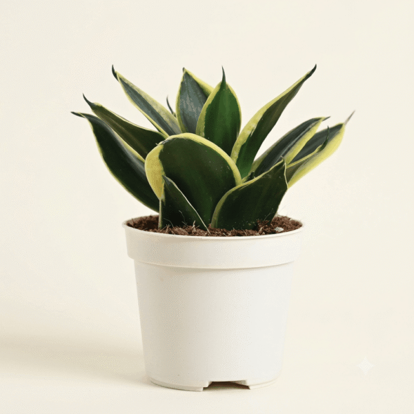Golden Hahnii Dwarf Snake Plant
