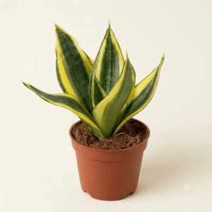 Golden Hahnii Dwarf Snake Plant