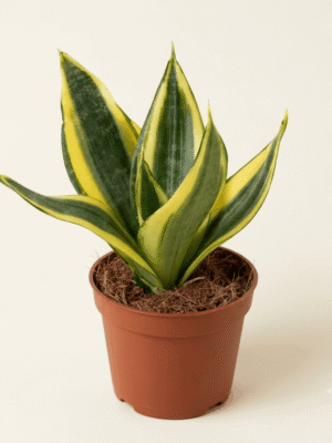 Golden Hahnii Dwarf Snake Plant