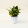 Golden Hahnii Dwarf Snake Plant