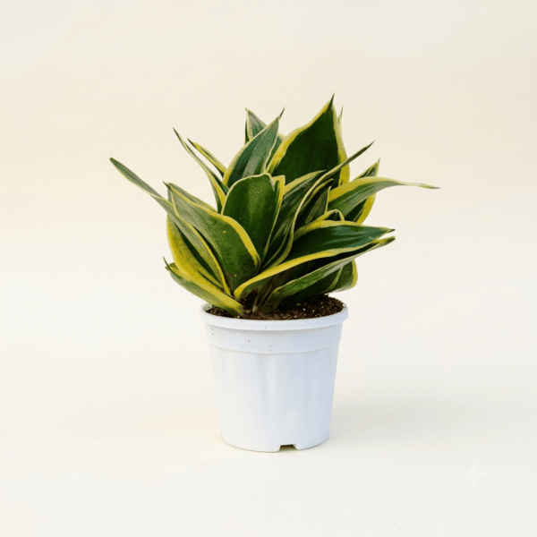 Golden Hahnii Dwarf Snake Plant