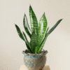Sansevieria Zeylanica (Ceylon Bowstring Hemp)