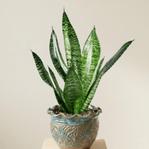 Snake Plant Online