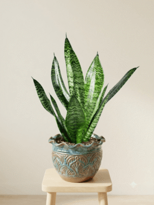 Sansevieria Zeylanica (Ceylon Bowstring Hemp)