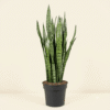 Sansevieria Zeylanica (Ceylon Bowstring Hemp)