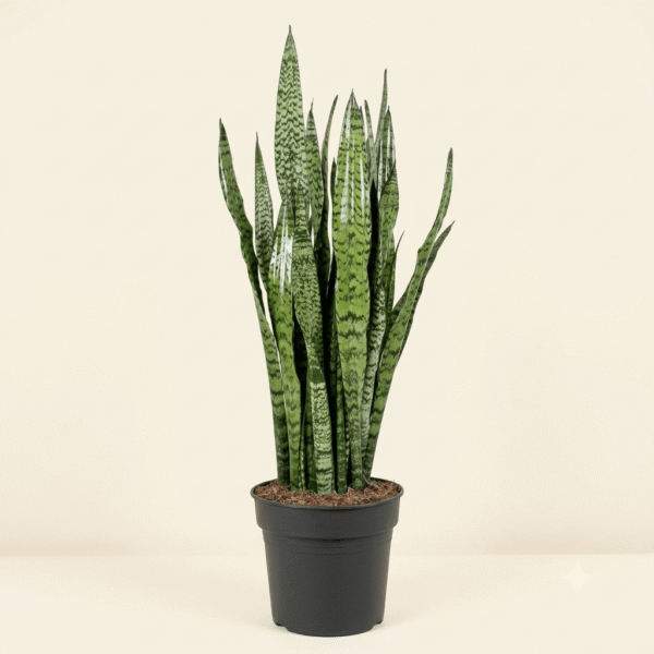 Sansevieria Zeylanica (Ceylon Bowstring Hemp)