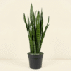 Sansevieria Zeylanica (Ceylon Bowstring Hemp)
