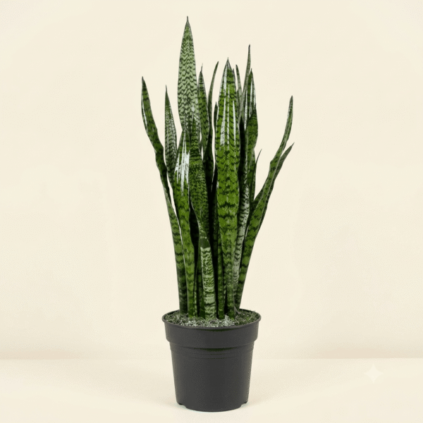 Sansevieria Zeylanica (Ceylon Bowstring Hemp)