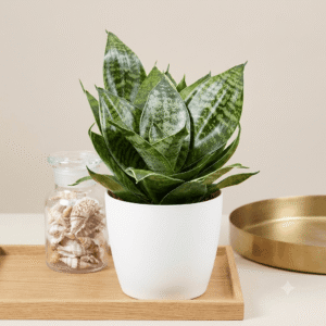 Snake Plant Bird's nest Dwarf