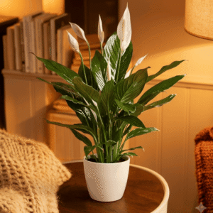 Peace Lily Plant (Spathiphyllum)