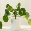 94399 Pilea Peperomioides (Chinese Money Plant)
