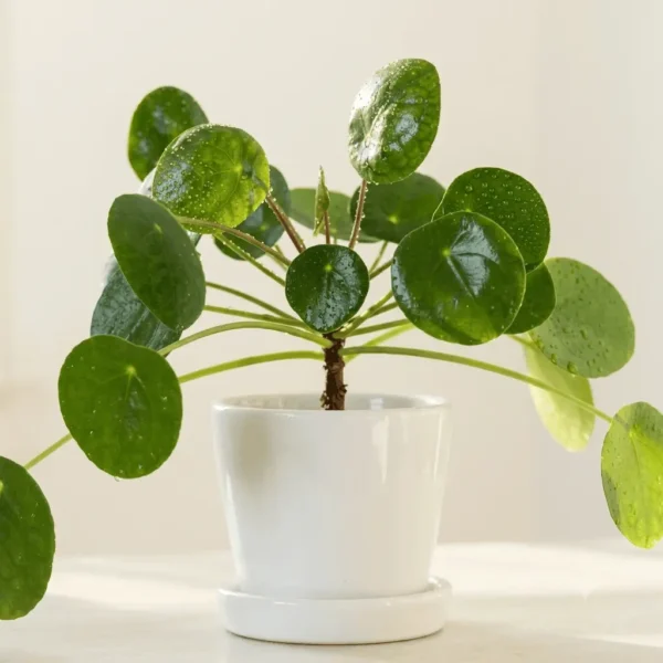 94399 Pilea Peperomioides (Chinese Money Plant)