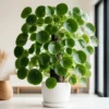 94401 Pilea Peperomioides (Chinese Money Plant)