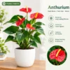 Anthurium Product Add-On Showcase Vibrant Anthurium in Sculptural Planter