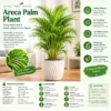 ush Areca Palm in a Modern Interior