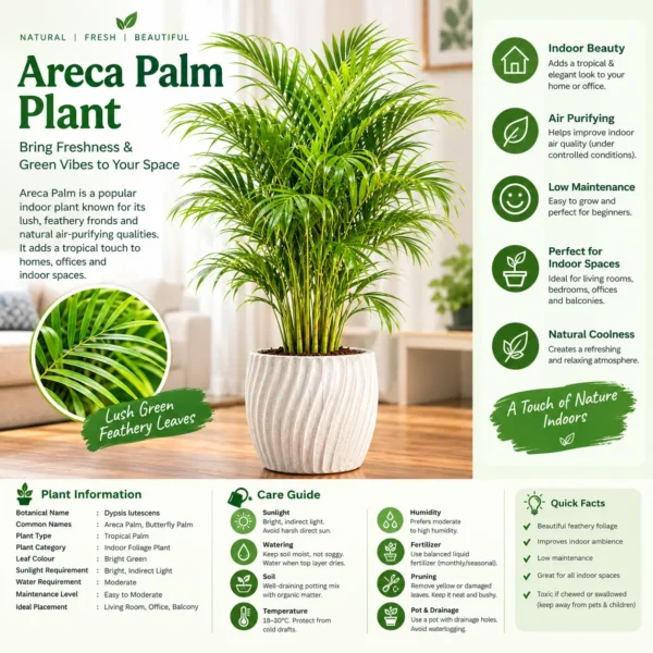 ush Areca Palm in a Modern Interior