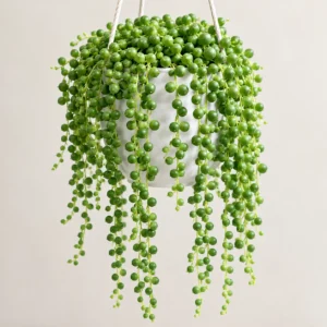 Cascading String of Pearls Plant