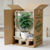 China Doll Plant 1 China Doll Plant 1