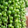 Cascading String of Pearls Plant