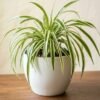 IMG_20261025_204620_312 Spider Plant (Chlorophytum Comosum)