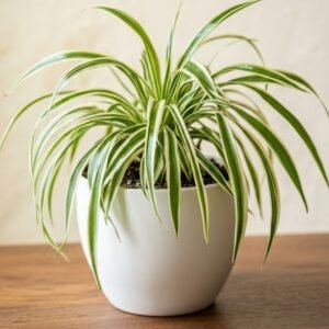 Spider Plant (Chlorophytum Comosum)