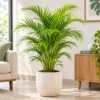 ush Areca Palm in a Modern Interior