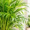 ush Areca Palm in a Modern Interior