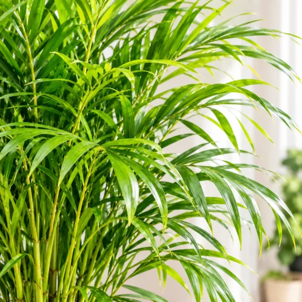ush Areca Palm in a Modern Interior