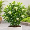 Lush Madhukamini Flowering Plant in Textured Pot Lush Madhukamini Flowering Plant in Textured Pot