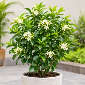Lush Madhukamini Flowering Plant in Textured Pot