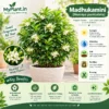 Madhukamini Plant Care Poster Madhukamini Plant Care Poster