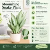 Moonshine Snake Plant Care Guide Moonshine Snake Plant in Fluted Planter