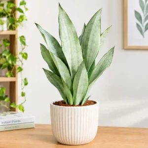 Moonshine Snake Plant in Fluted Planter