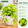 Neon Pothos Indoor Plant Showcase Neon Pothos in a Cozy Interior